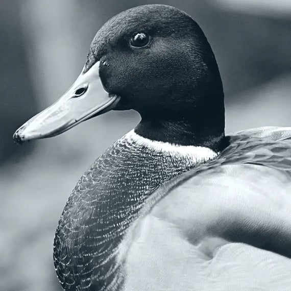 UK Data&nbsp;reform: A new&nbsp;direction&nbsp;(or just&nbsp;a&nbsp;slightly&nbsp;different one?)